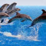 Headerbild Delfine 880x316